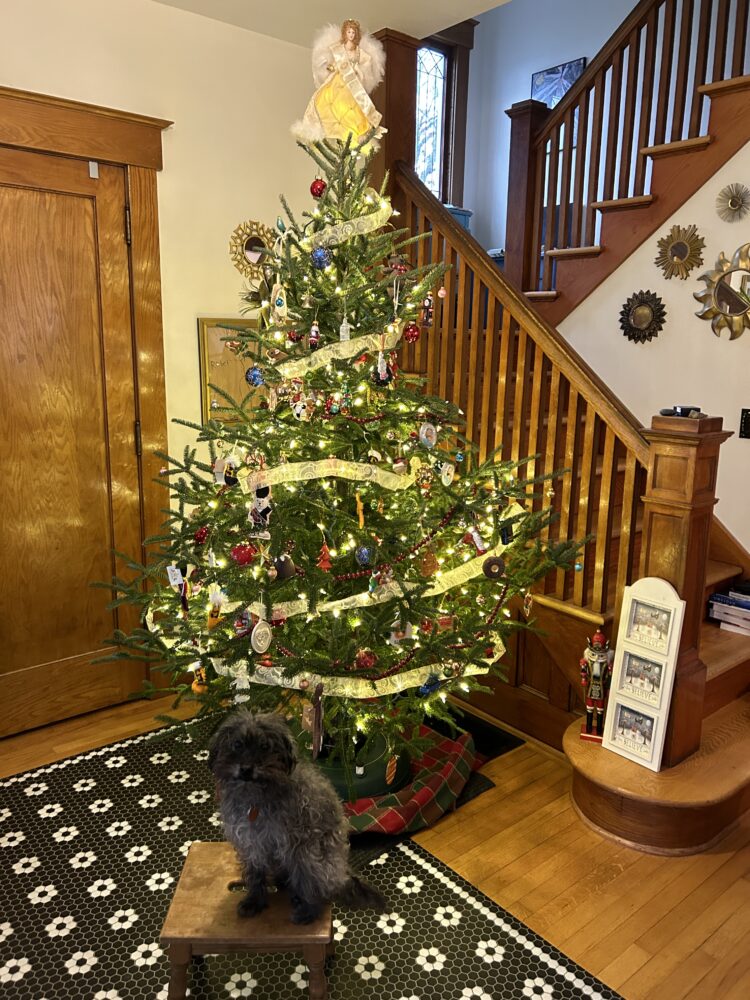 Ringo the dog poses for a Christmas photo in our 1918 home's foyer